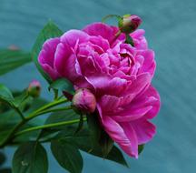 Peony, pink Flower with buds