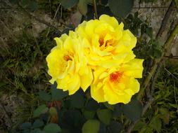 rose shrub with three yellow flowers