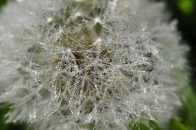 Wet Dandelion Drip