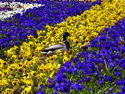 Duck on Pansy Flower Bed