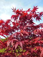 Acer Palmatum Japanese Maples