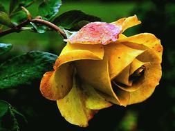 Yellow Rose Flower in garden