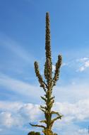 lupine flower on a background of blue sky