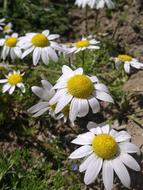 extraordinarily beautiful white Daisy Flowers