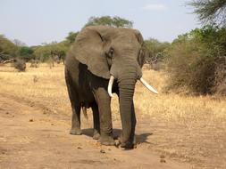 Elephant African Bush