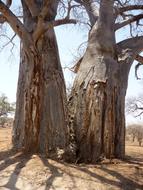 Baobab trees among the other plants, on landscape in Africa