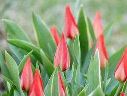 absolutely beautiful Tulips Closed