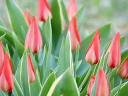 Tulips pink close-up on blurred background