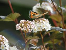 extraordinarily beautiful Butterfly on Spring flowers