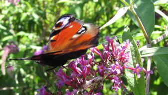 extraordinarily beautiful Peacock Butterfly