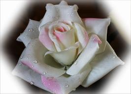 white rose fabric with water drops