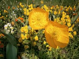 goodly Poppy Yellow