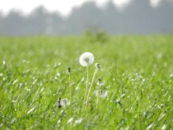 Green Prado Dandelion flower