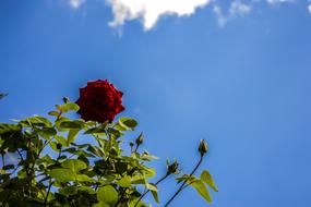 Rose shrub with Red flower and buds at blue Sky