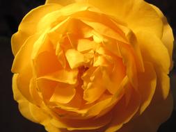 absolutely beautiful Yellow Roses Macro