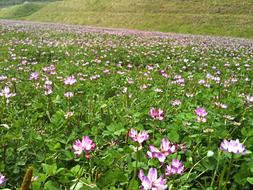 Astragalus Lotus Flowers field
