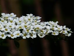 Ornamental Shrub Bride Spiere