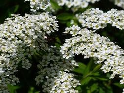 Beautiful Spiraea Arguta with white flowers and green leaves, in sunlight