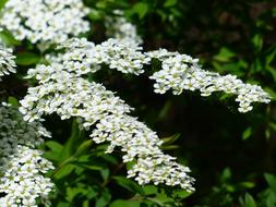 Bride Spiere Ornamental Shrub flowers