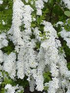 Bride Spiere Ornamental Shrub flower