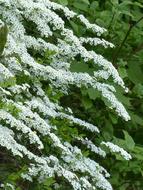 Beautiful, white Spiraea Arguta plant near the other green plants