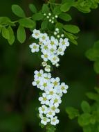 Bride Spiere Ornamental Shrub on a blurred background