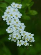 white Bride Spiere Ornamental Shrub