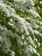 Ornamental Bride Spiere Shrub