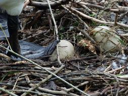 Swan Eggs in Nest