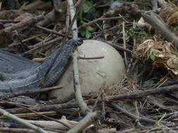 Swan Egg in Nest
