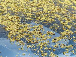 Beautiful, yellow lime blossom flowers on the glass