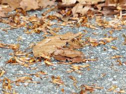 Close-up of the beautiful, brown autumn leaves on the ground