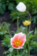 Poppy Flowers at Spring garden