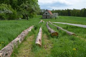 Tree logs on the beautiful green meadow, with barn, among the trees