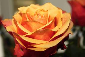 absolutely beautiful Orange Roses