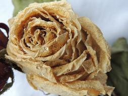 closeup photo of water Drops on dried Rose Flower
