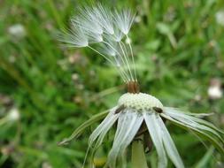 Dandelion Taraxacum