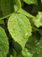 Drip Raindrop on green Leaf