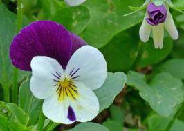 fabulous Viola Pansy Flower