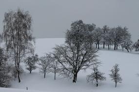 Beautiful, snowy landscape with the trees on the hill, in the winter