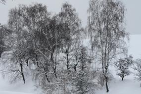 landscape of snowy Trees at Winter