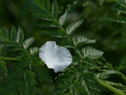 Petal Apple Blossom White