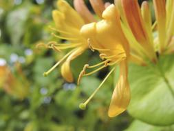 perfect Spring yelow Blossom
