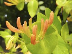 extraordinarily beautiful orange Spring Blossom