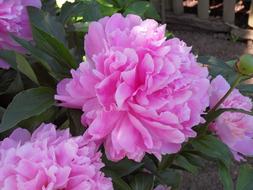 extraordinarily beautiful Peony Garden