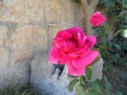 extraordinarily beautiful red pink Rose Flower
