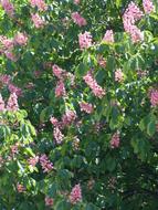 goodly Red Buckeye Chestnut Tree