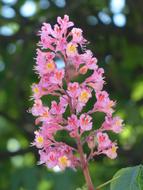 perfect Red Buckeye Inflorescence