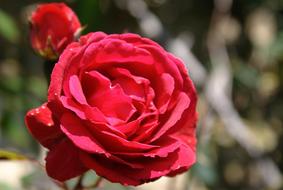 goodly big Rosa
