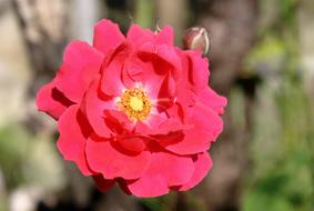 incredibly beautiful Flower Rosa